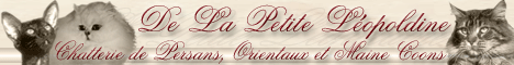banniere_leoLa Petite Leopoldine