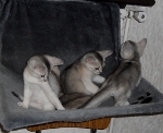 les chatons 2011