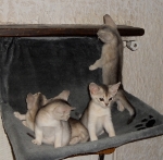 les chatons 2011